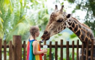 Zoo and Theme Park Building Supplies | The Supply Scout